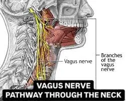 Activating the Vagus Nerve: How Sauna, Cold Plunge, and Breathwork Enhance Well-Being